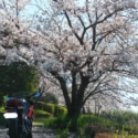 桜の下でちょっと休憩