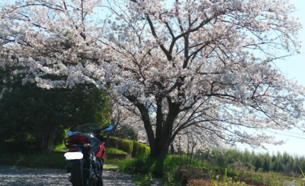 桜の下でちょっと休憩