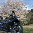 孤高の桜
