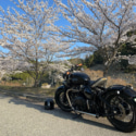 早朝の桜