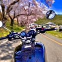 タンクと桜