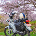 桜とクロスカブ