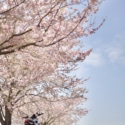 桜と菜の花🌸