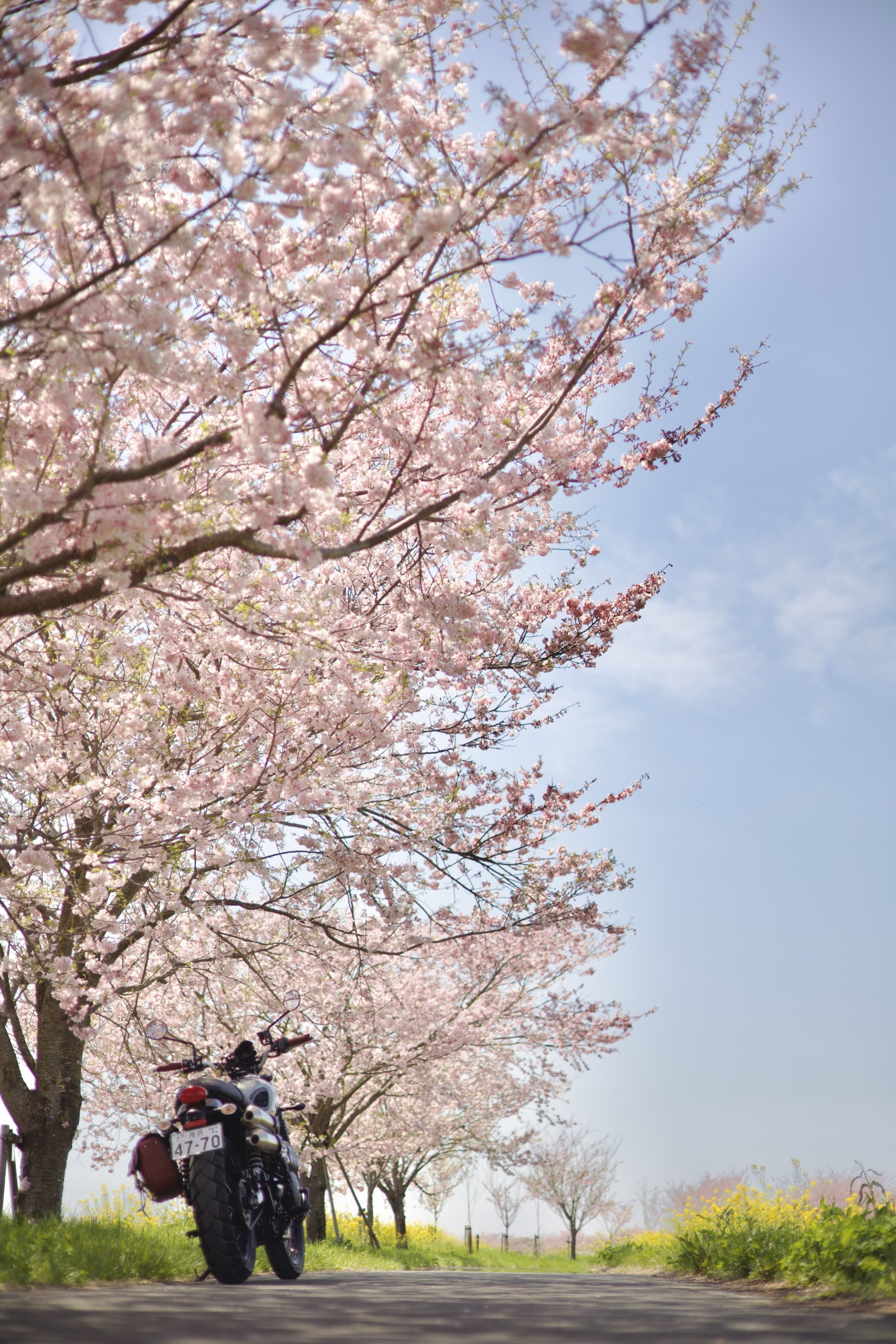 桜と菜の花🌸