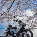 空から咲く桜