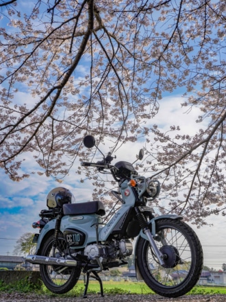 空から咲く桜