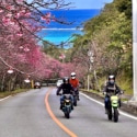 緋寒桜と青い海