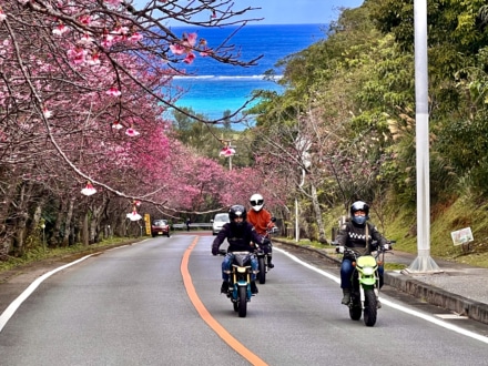 緋寒桜と青い海