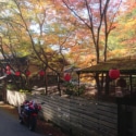 京都川床と紅葉