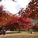 廃村跡の紅葉