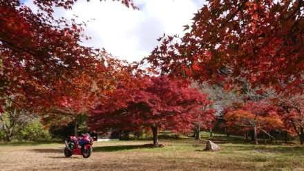 廃村跡の紅葉