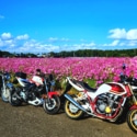 秋桜満開！