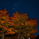 愛犬と紅葉とオリオンの欲張りセット