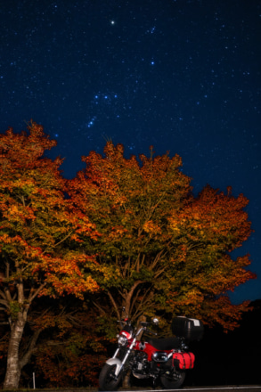 愛犬と紅葉とオリオンの欲張りセット