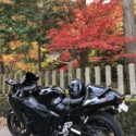鮮やかな紅葉