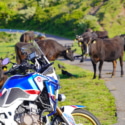 知夫里島の牛とバイク