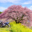 みなみの桜と菜の花祭りとアフリカツイン