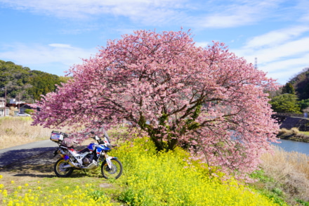 みなみの桜と菜の花祭りとアフリカツイン