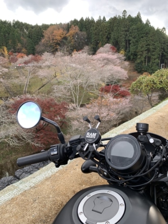 四季桜の里①