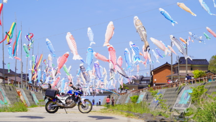 石川県、大谷川鯉のぼり川渡し