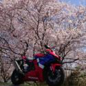 桜とバイク
