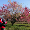 花桃並木とバイク