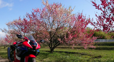 花桃並木とバイク