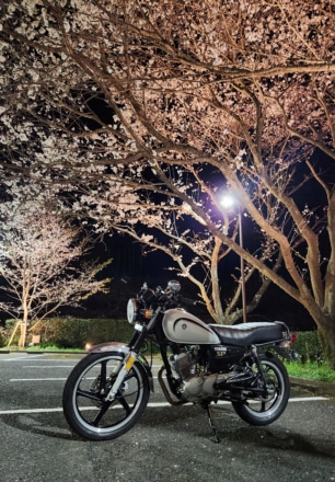 桜満開