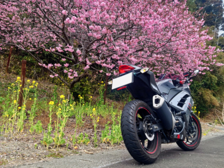 房総桜と菜の花