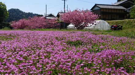 八重桜とバイクとレンゲ畑