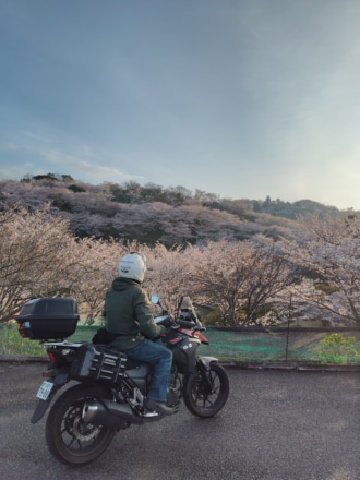 満開の桜