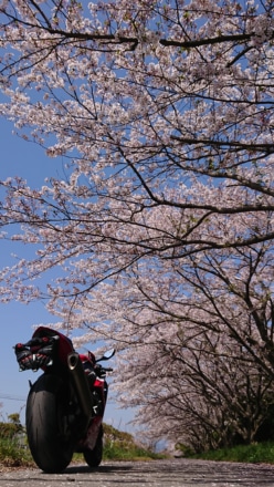 アリ目線の桜並木とバイク