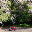 藤の花とバイク