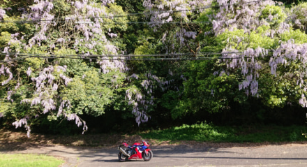 藤の花とバイク