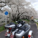 桜とサイドカー