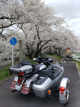 桜とサイドカー