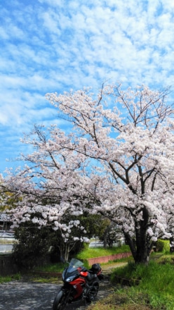 お花見休憩