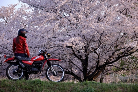 DTと花見