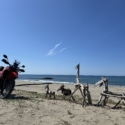 海辺の動物たち