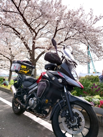 桜とV-ST