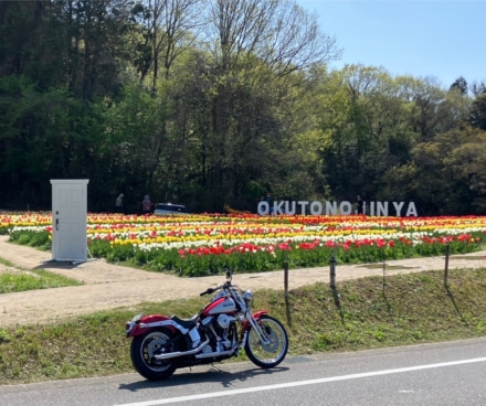 咲いた咲いたチューリップの花が🎵