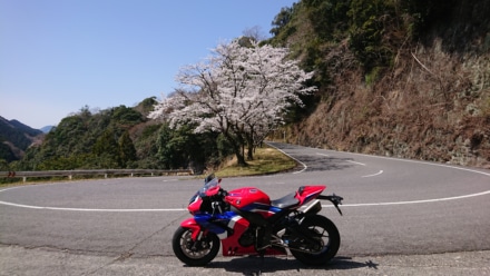 桜ヘアピンカーブ