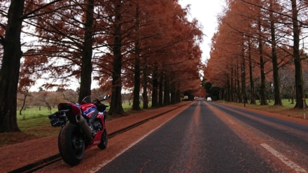 メタセコイア並木と落ち葉