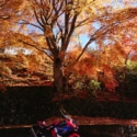 黄紅葉とバイク