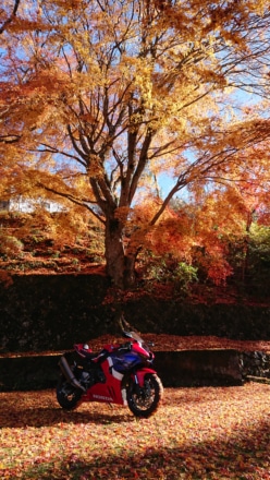 黄紅葉とバイク