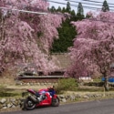 枝垂れ桜とバイク