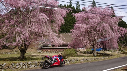 枝垂れ桜とバイク