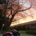 朝焼けの桜とバイク