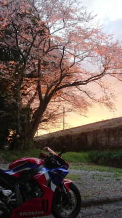 朝焼けの桜とバイク