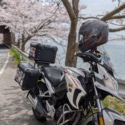 奥琵琶湖の海津大崎の桜並木